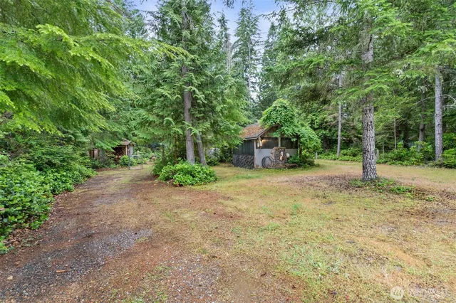 a view of a yard with plants and large trees