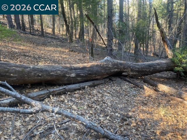 9471 Wildcat Road Kelseyville, CA 95451 - Photo 5 of 14 a view of a backyard with large trees