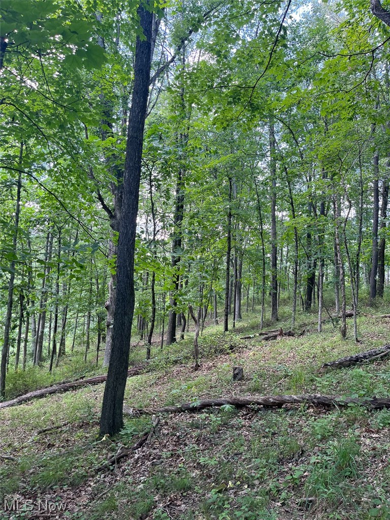 45559 Old Hopedale Road Cadiz, OH 43907 - Photo 23 of 26 View of woods