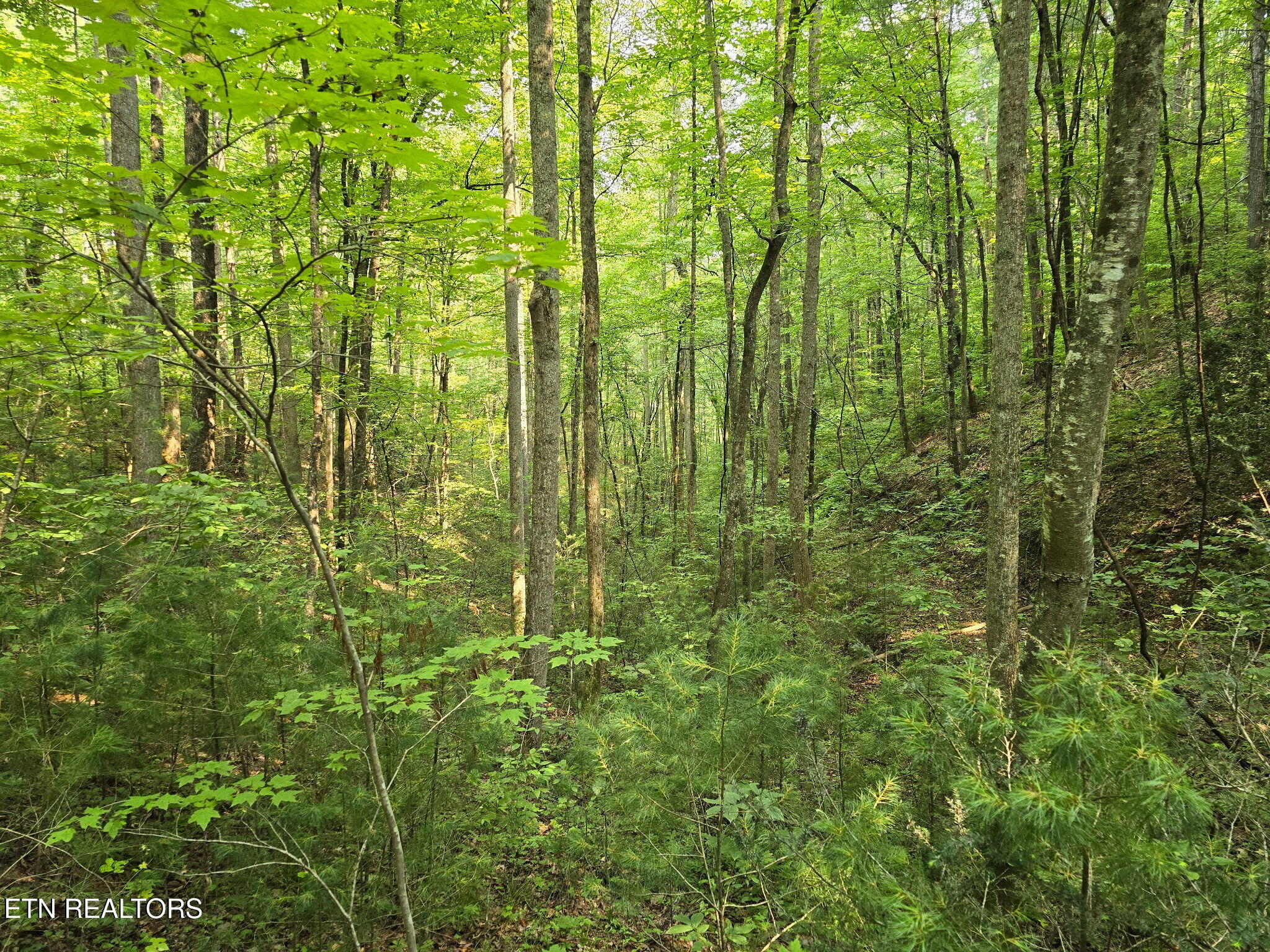 Towee Mountain Drive Reliance, TN 37369 - Photo 11 of 13 20250601_213018114_iOS