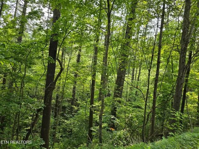 $23,500 | Towee Mountain Drive, Reliance, TN 37369