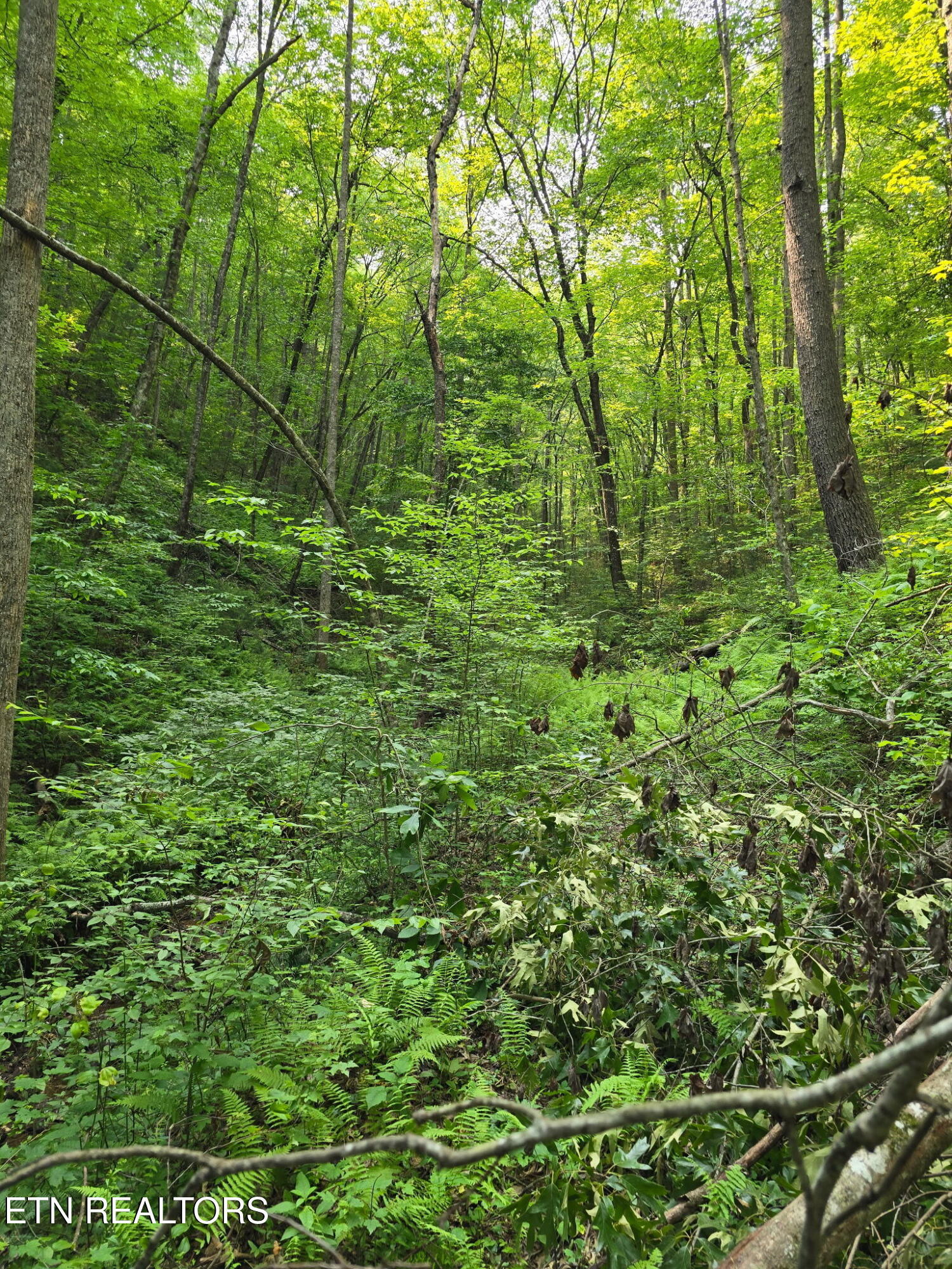 Towee Mountain Drive Reliance, TN 37369 - Photo 6 of 13 20250601_213017820_iOS