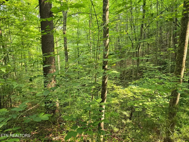 $23,500 | Towee Mountain Drive, Reliance, TN 37369