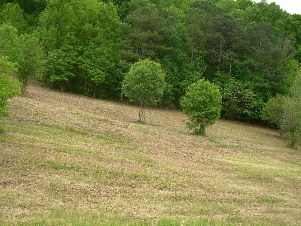 0 County Road 61 Riceville, TN 37370 - Photo 15 of 20 Gallery Image 15