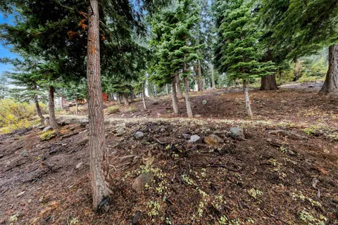 a view of backyard with tree