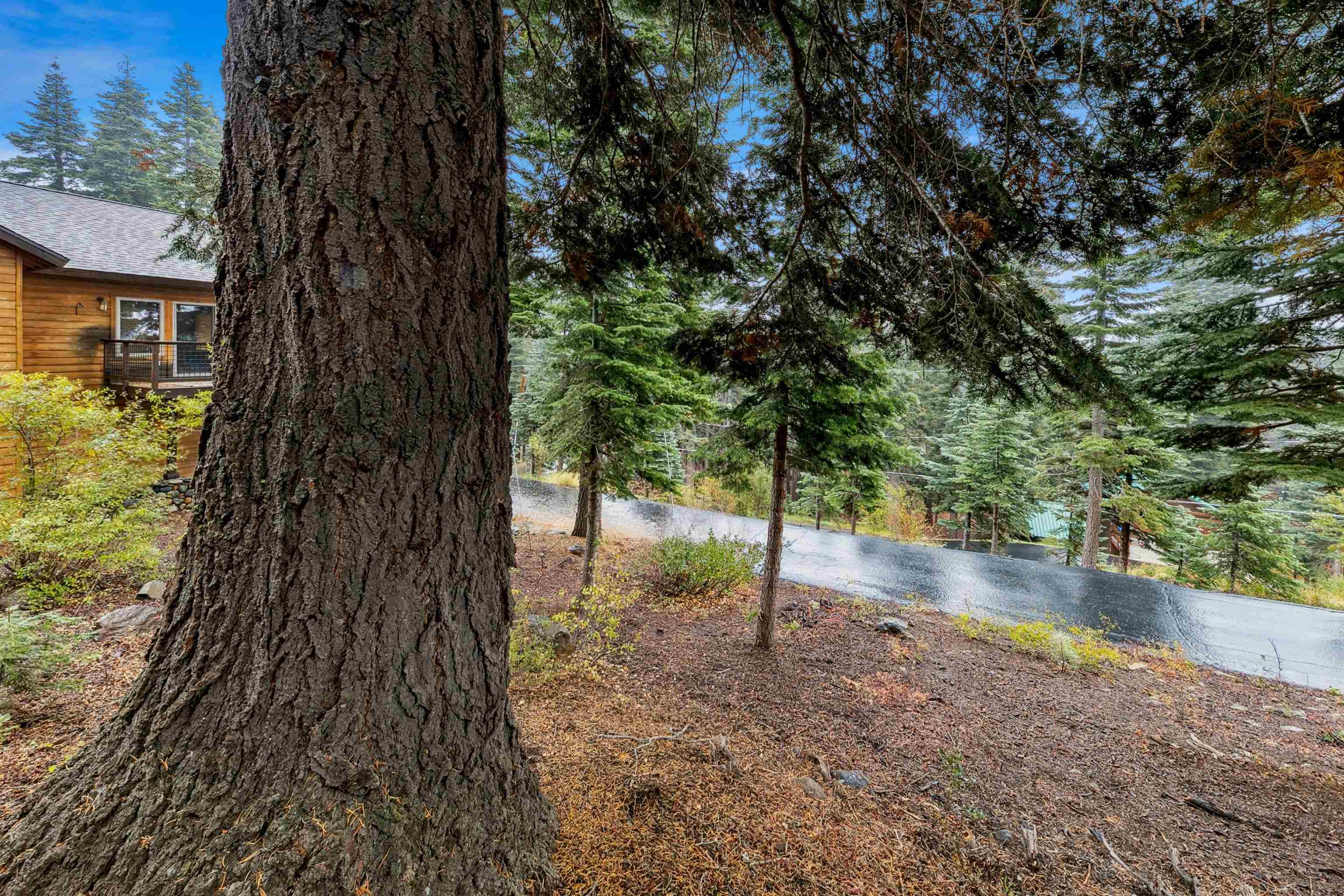 11926 Rhineland Avenue Truckee, CA 96161 - Photo 13 of 24 a view of backyard with tree