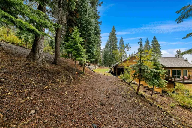 a view of a forest with trees