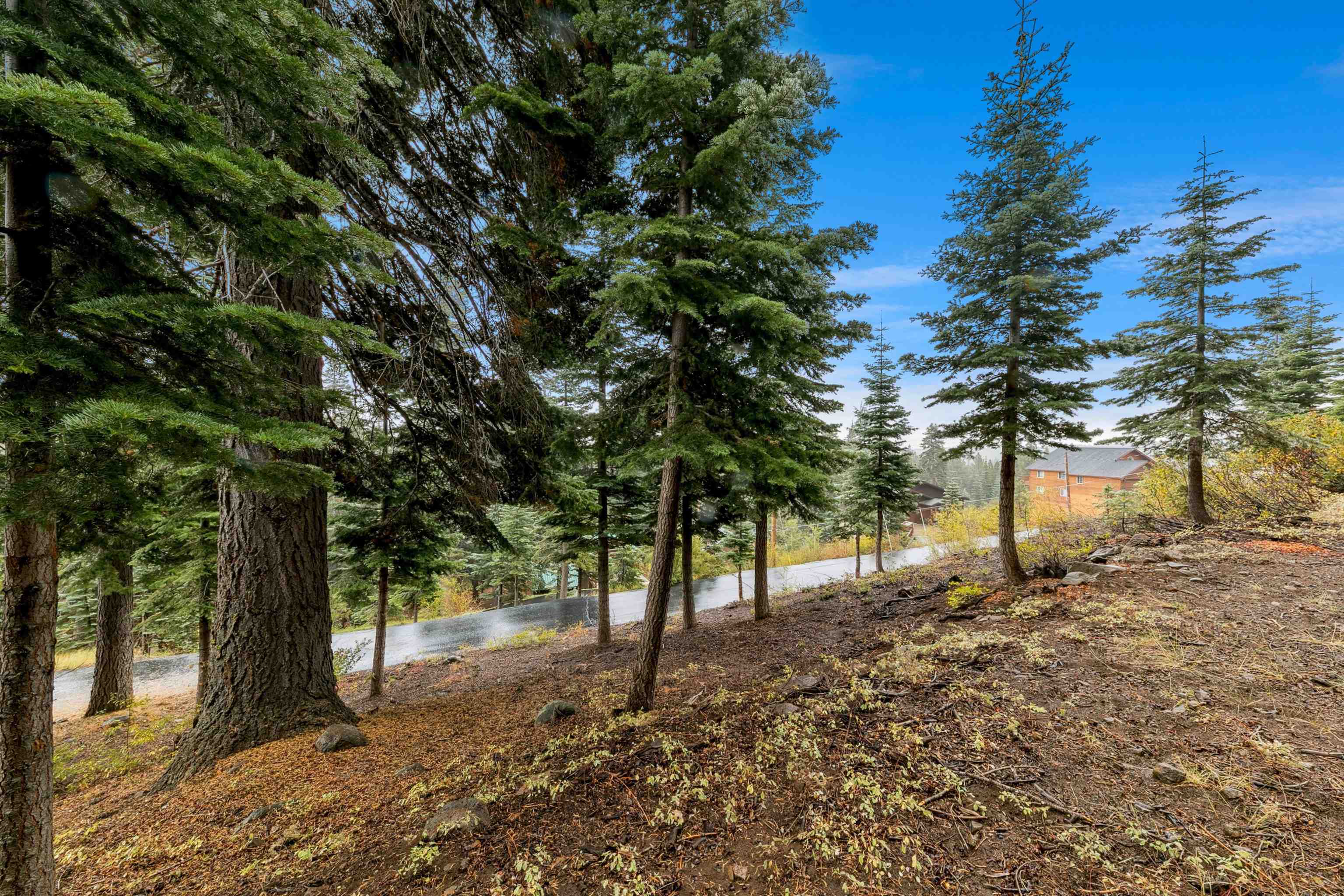 11926 Rhineland Avenue Truckee, CA 96161 - Photo 15 of 24 a view of a forest with trees