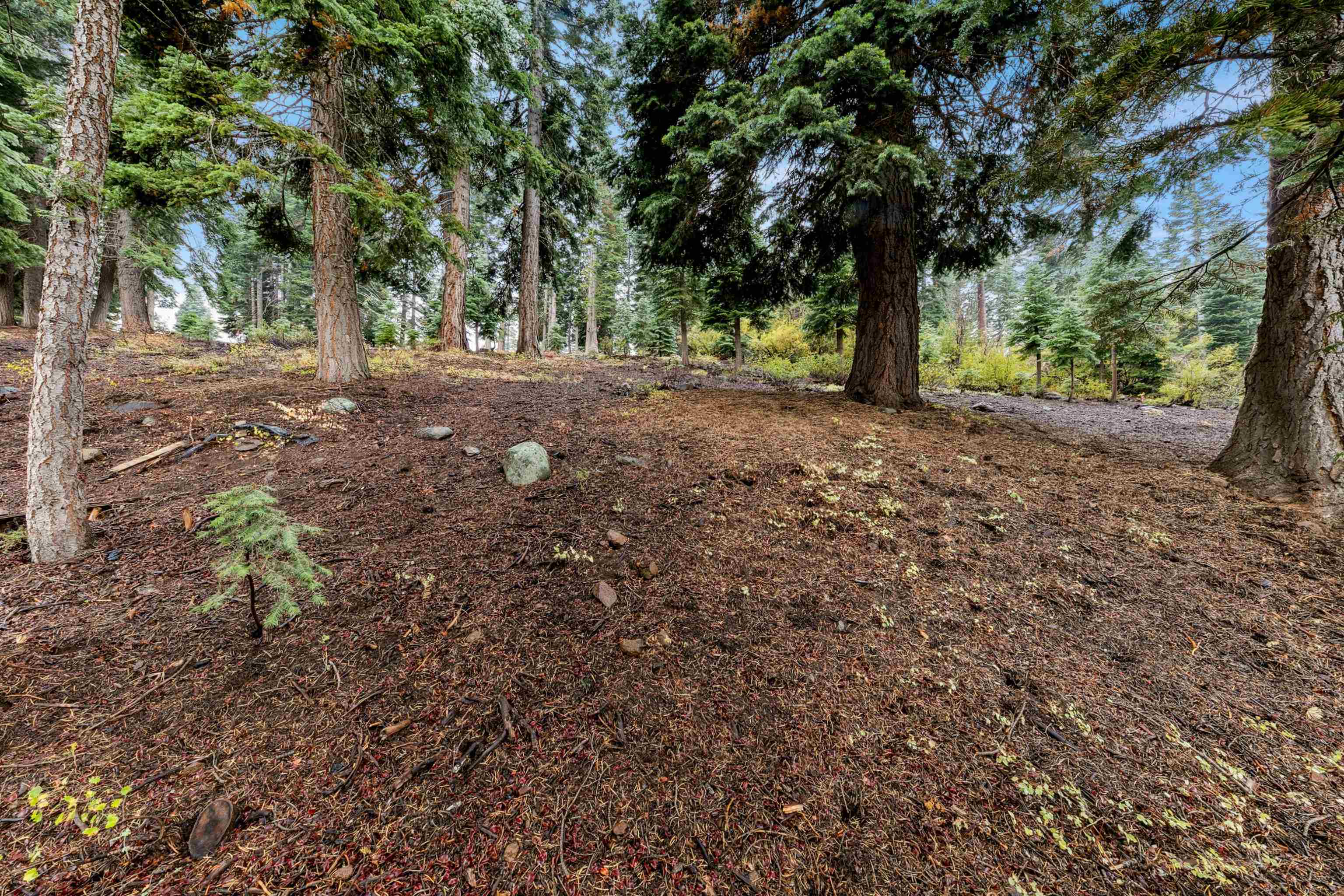 11926 Rhineland Avenue Truckee, CA 96161 - Photo 17 of 24 a view of outdoor space with trees