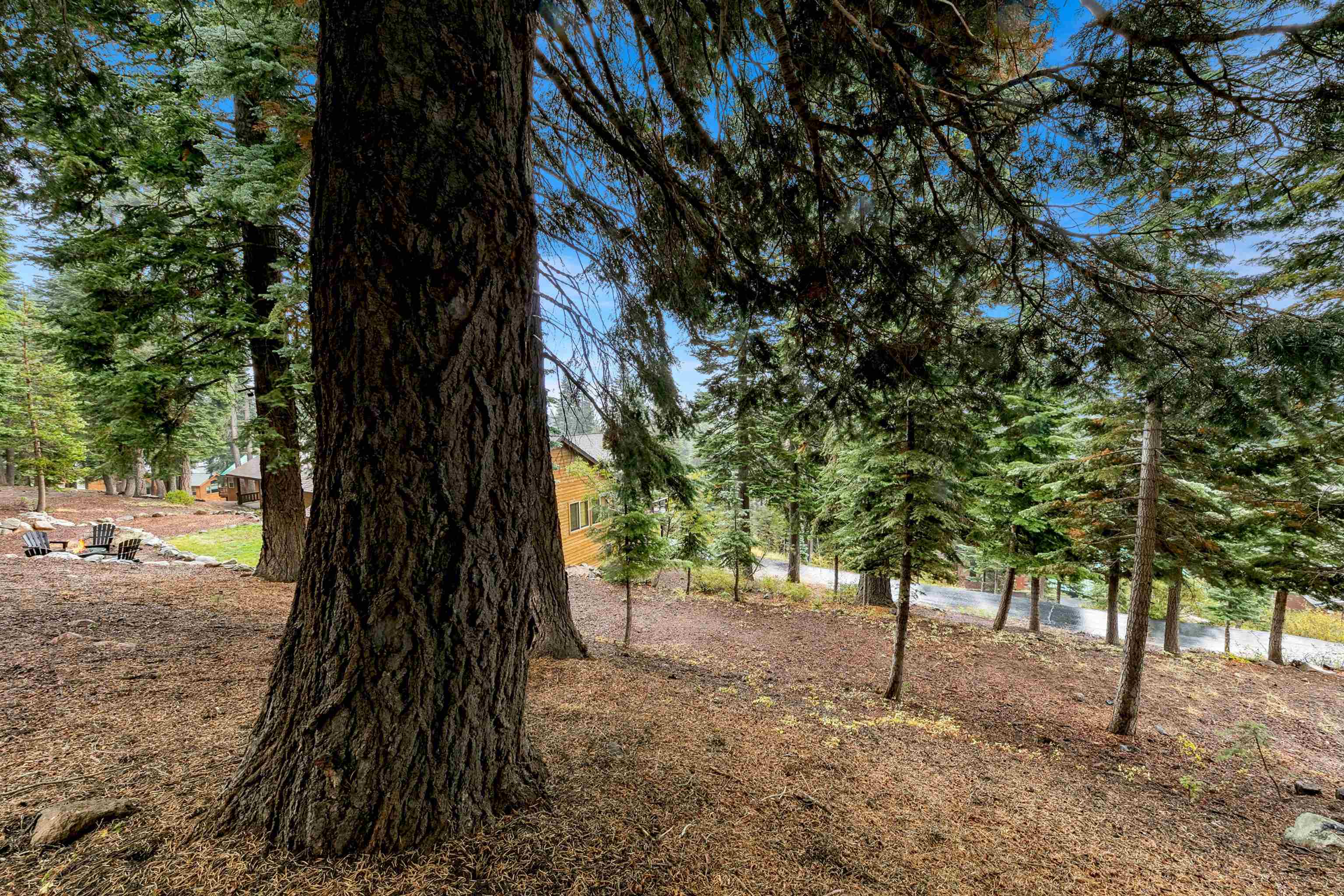 11926 Rhineland Avenue Truckee, CA 96161 - Photo 21 of 24 a view of a trees with a tree