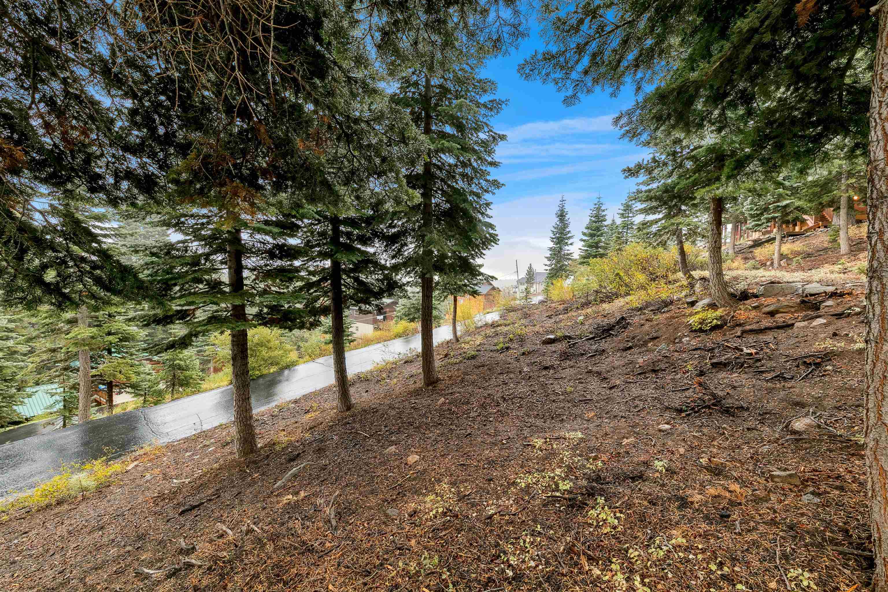 11926 Rhineland Avenue Truckee, CA 96161 - Photo 6 of 24 a view of a trees with a yard