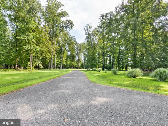 a view of a park with large trees