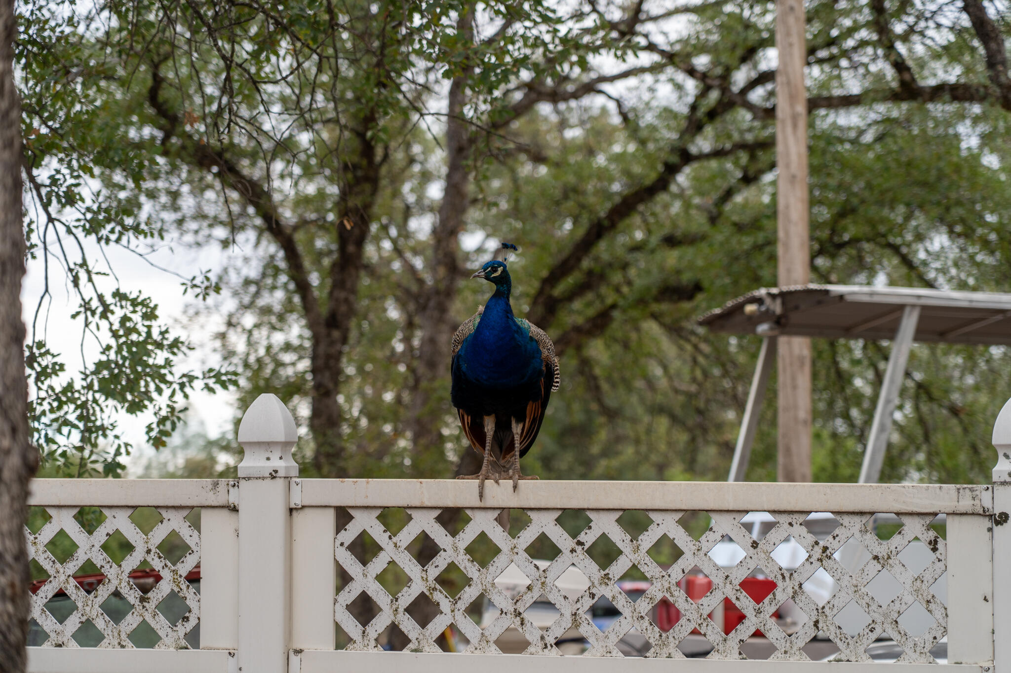 9807 Logan Road Palo Cedro, CA 96073 - Photo 51 of 53 a view of a outdoor space