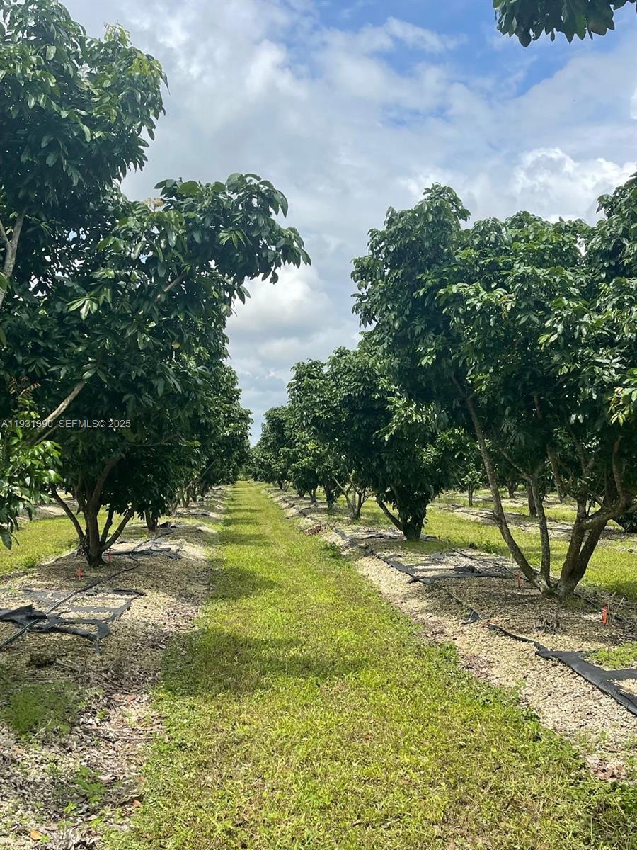 a view of a yard with a tree