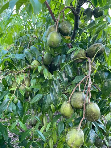 $796,000 | 217 Ave, Homestead, FL 33034