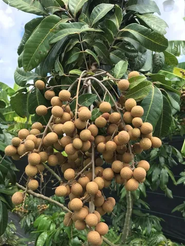 $796,000 | 217 Ave, Homestead, FL 33034