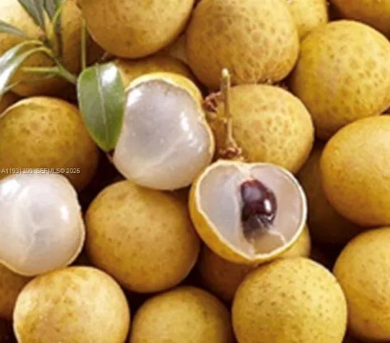 $796,000 | 217 Ave, Homestead, FL 33034