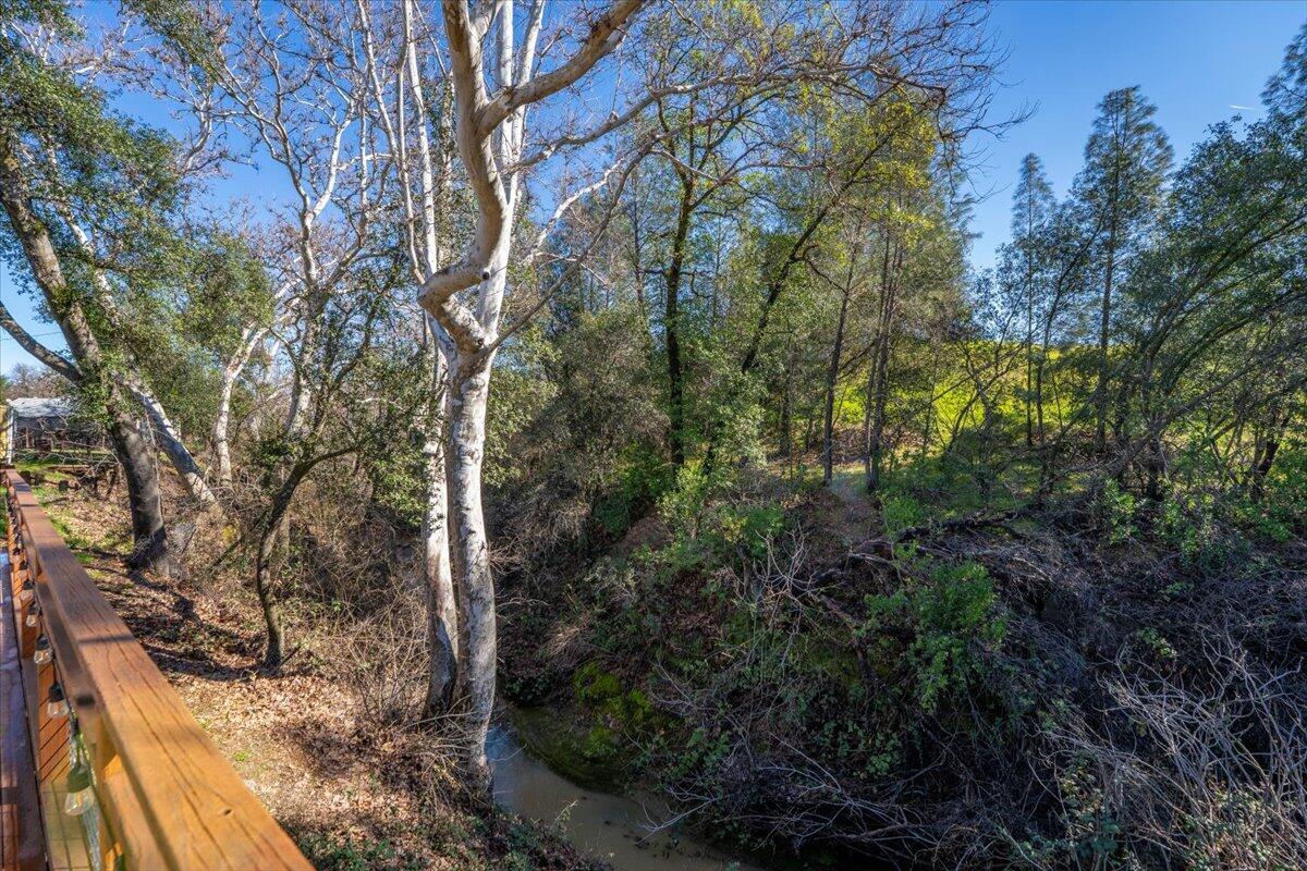 16150 Jellys Ferry Road Red Bluff, CA 96080 - Photo 18 of 37 a view of a forest with a tree