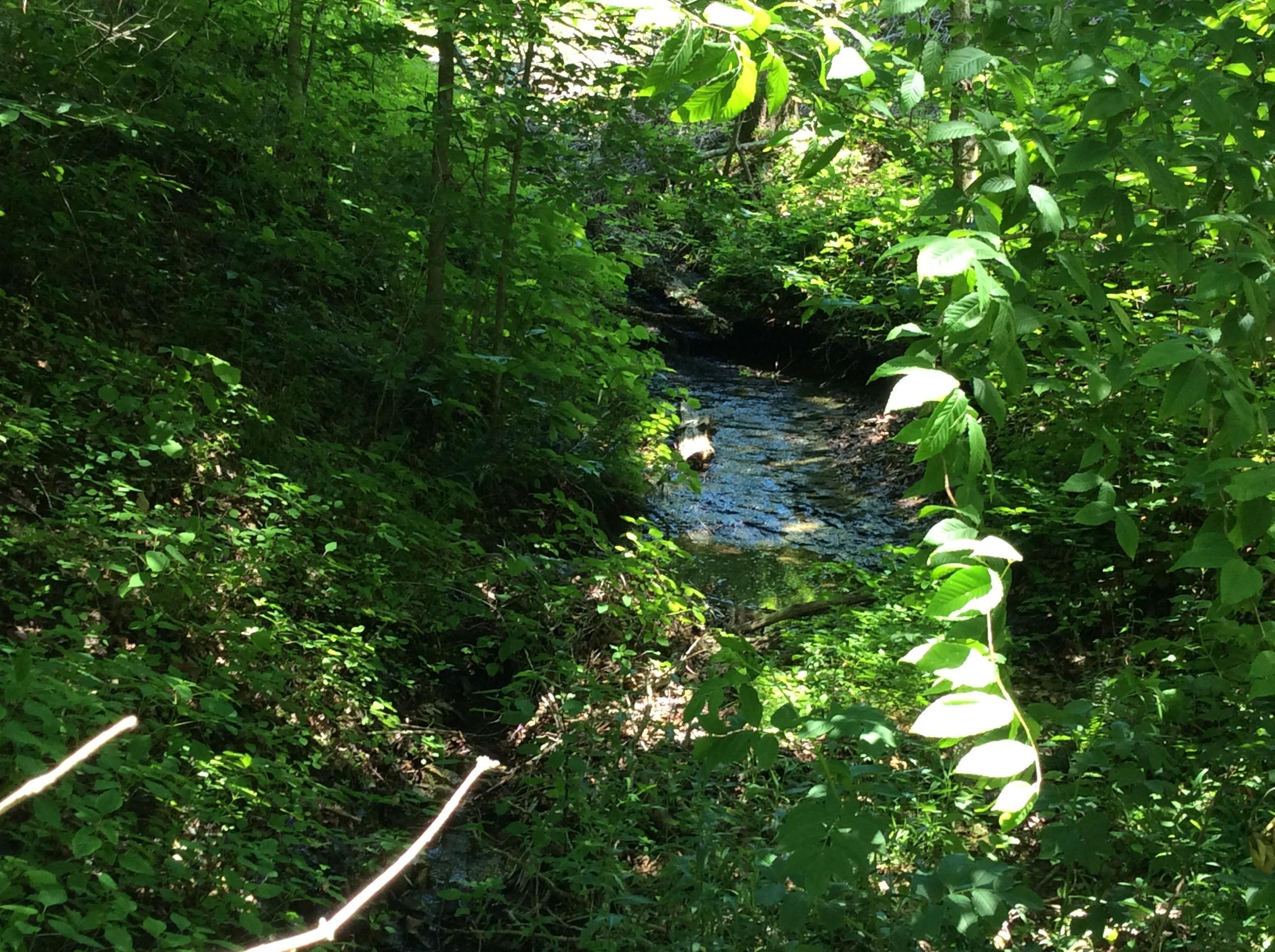 268 Warren Road Science Hill, KY 42553 - Photo 3 of 26 Creek
