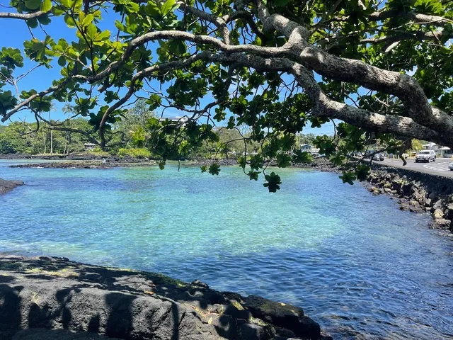 a view of a palm plant with a palm trees