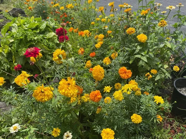 $450,000 | 126 West Kinai Place, Hilo, HI 96720