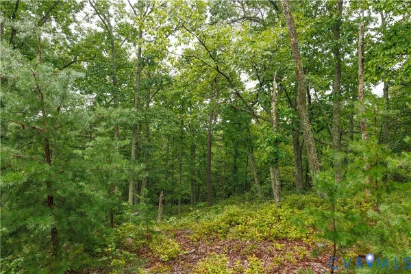a view of a forest filled with trees
