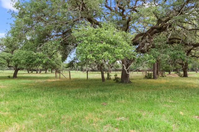 a view of a trees in a yard
