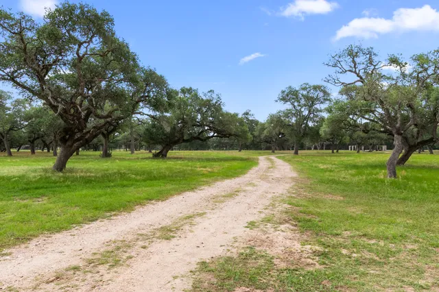 a view of a park with large trees
