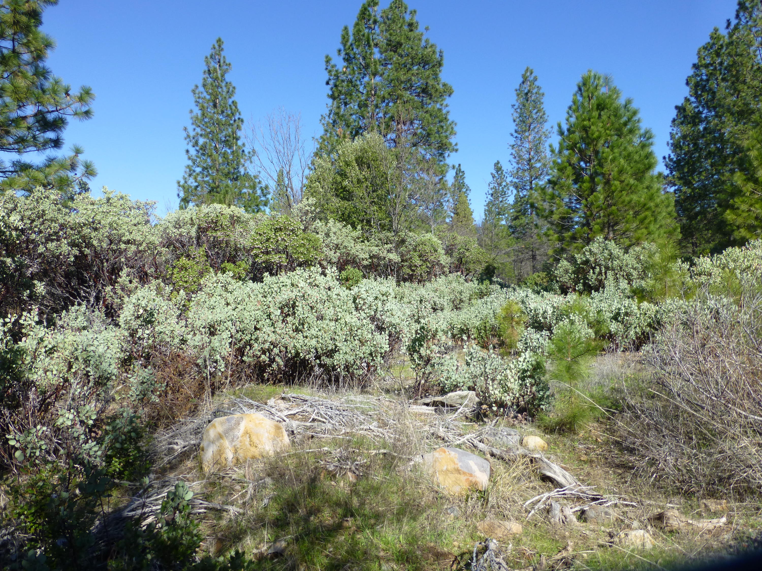Rl Smith Logging Road Oak Run, CA 96069 - Photo 1 of 12 a view of a forest with trees in the background