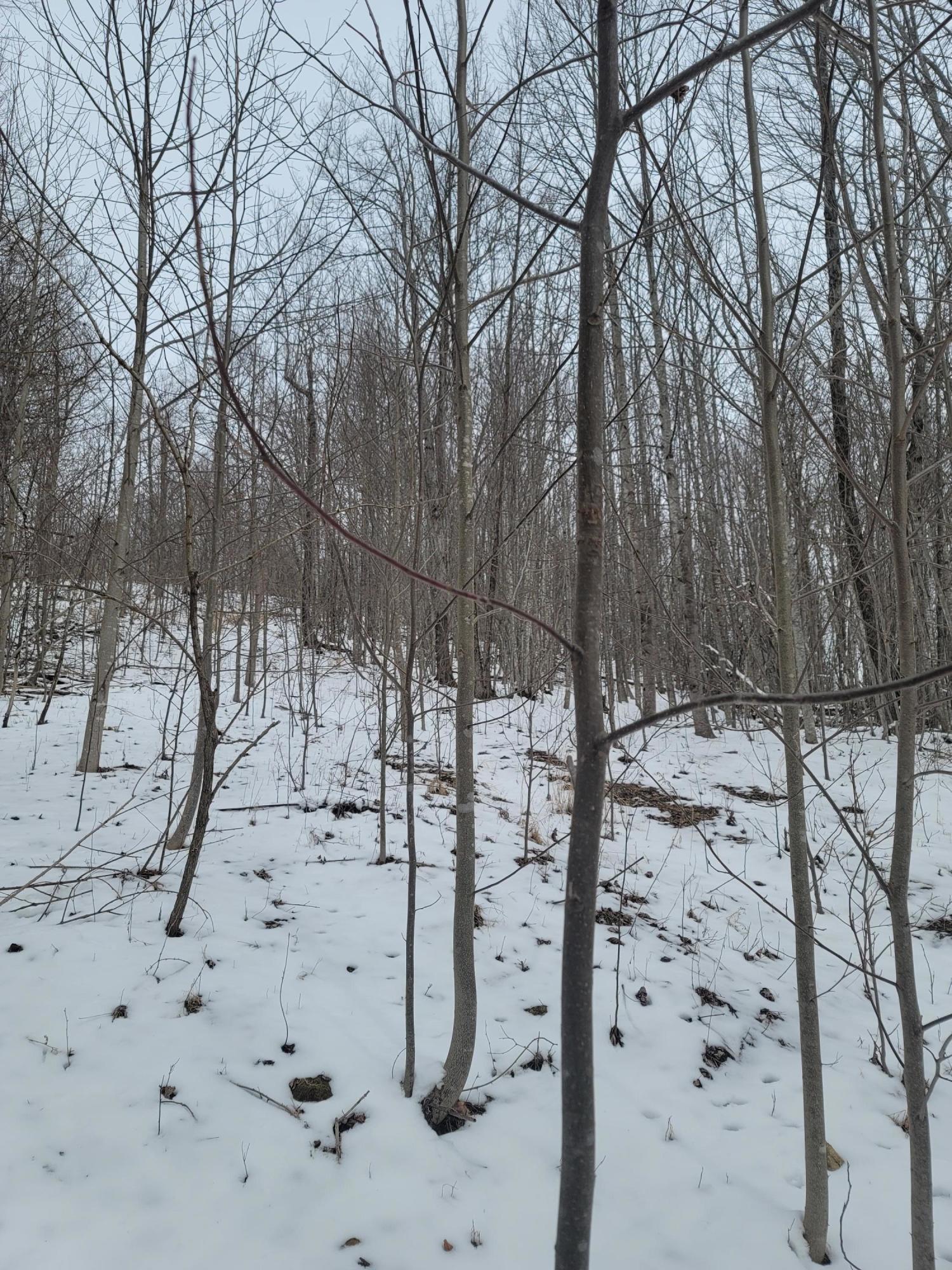 1295 Poga Road Butler, TN 37640 - Photo 16 of 29 Winter at Poga (4)