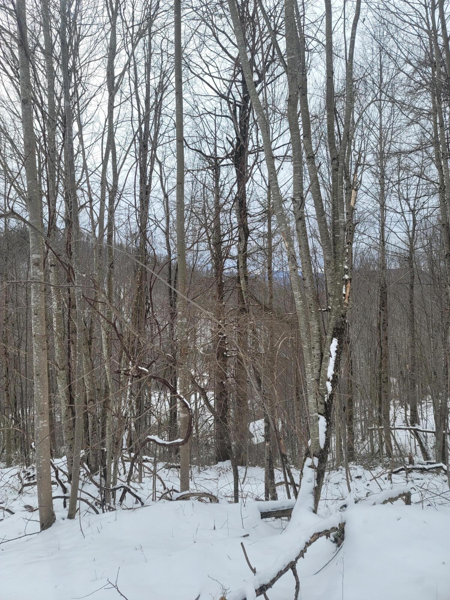 1295 Poga Road Butler, TN 37640 - Photo 20 of 29 Winter at Poga (8)