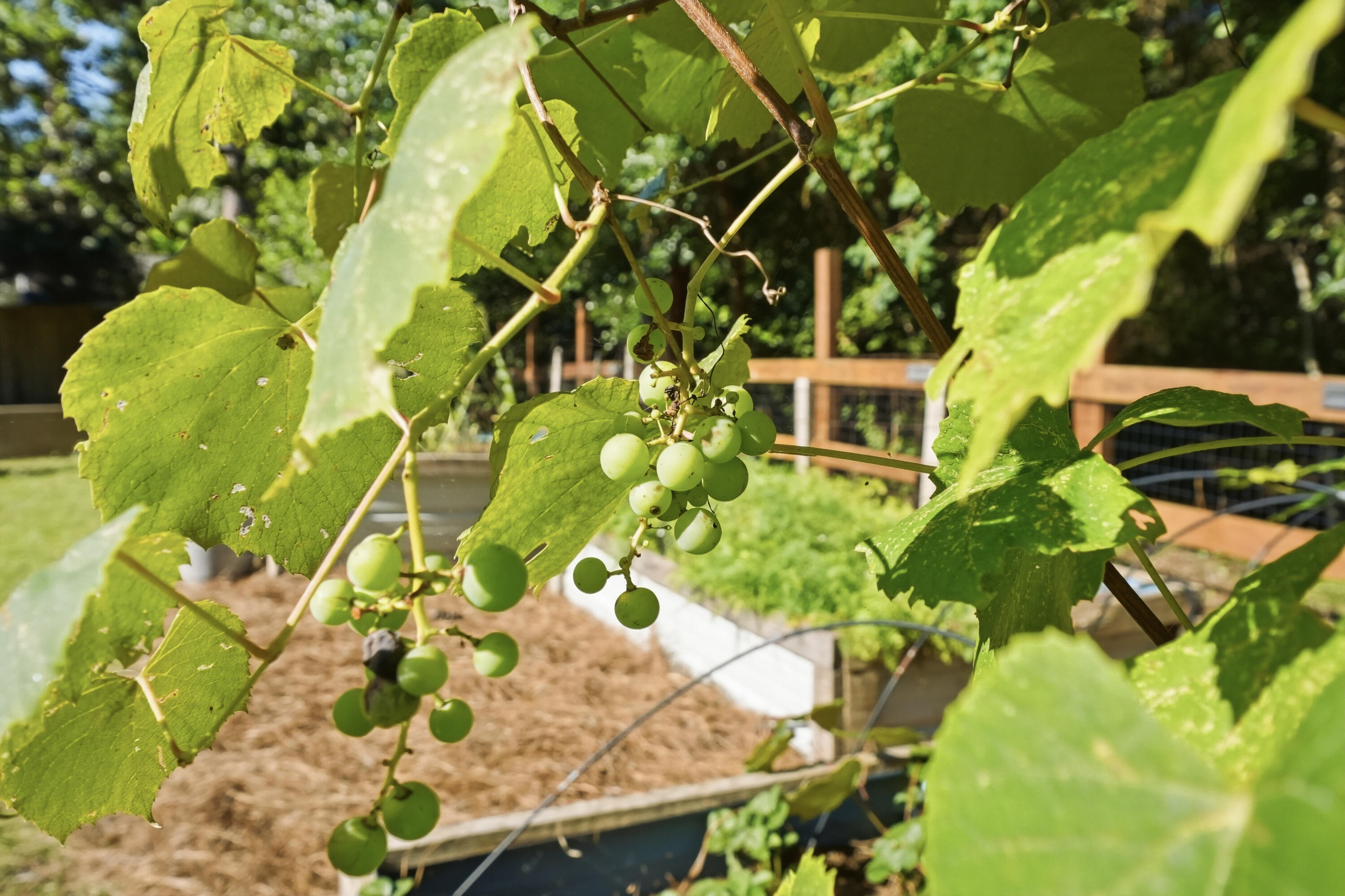 170 Elliott Road Mary Esther, FL 32569 - Photo 49 of 51 Grapes