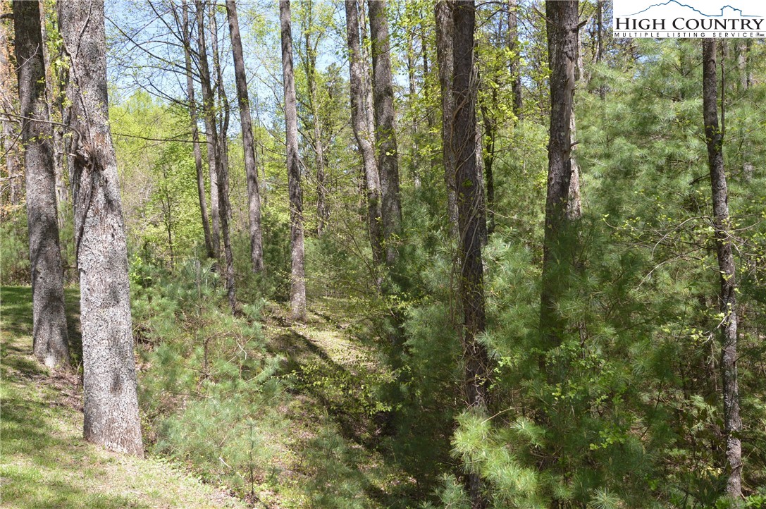 496 Folger Road Sparta, NC 28675 - Photo 3 of 37 Gallery Image 3