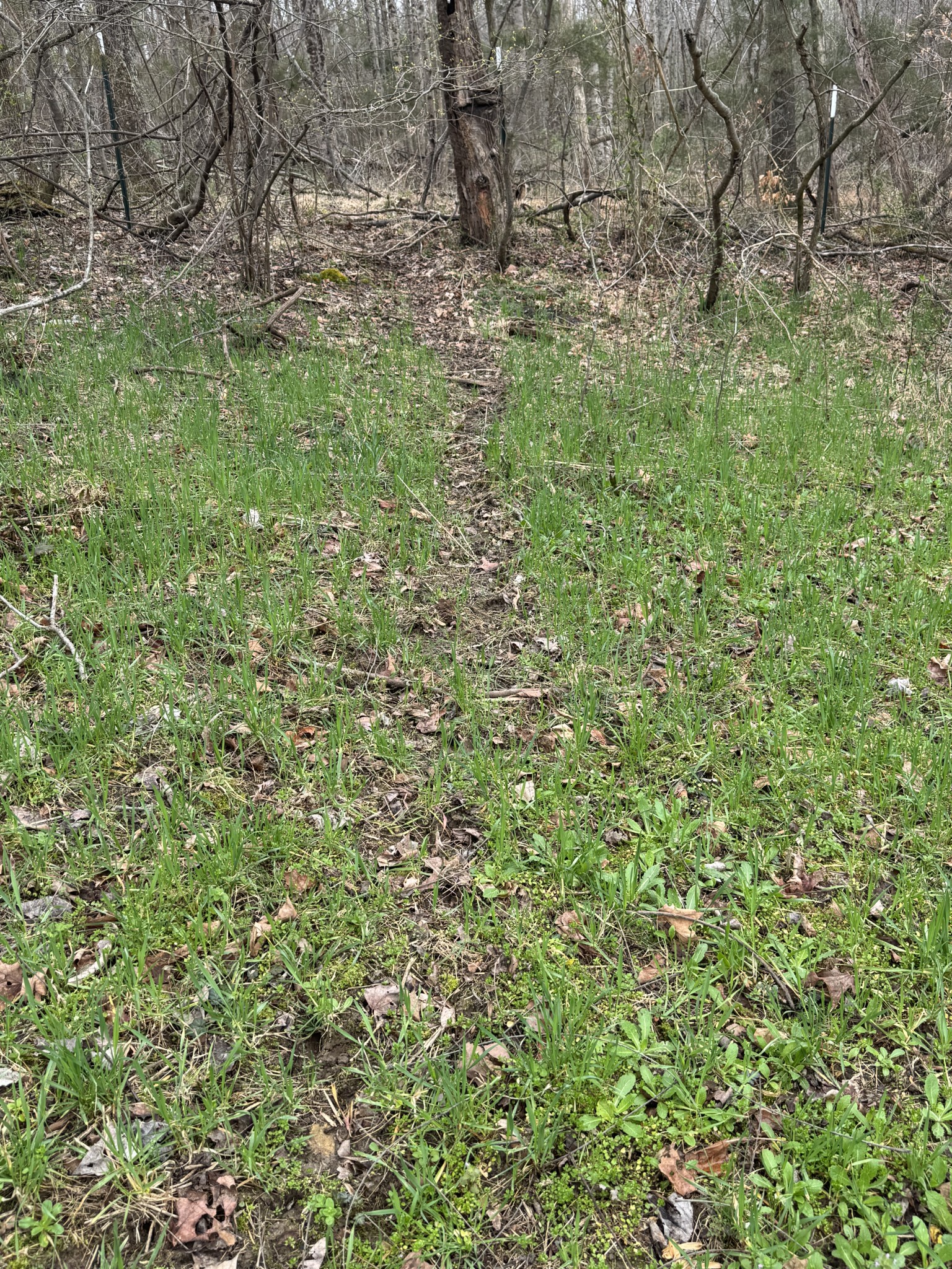 0 Bakerton Road Red Boiling Springs, TN 37150 - Photo 9 of 9