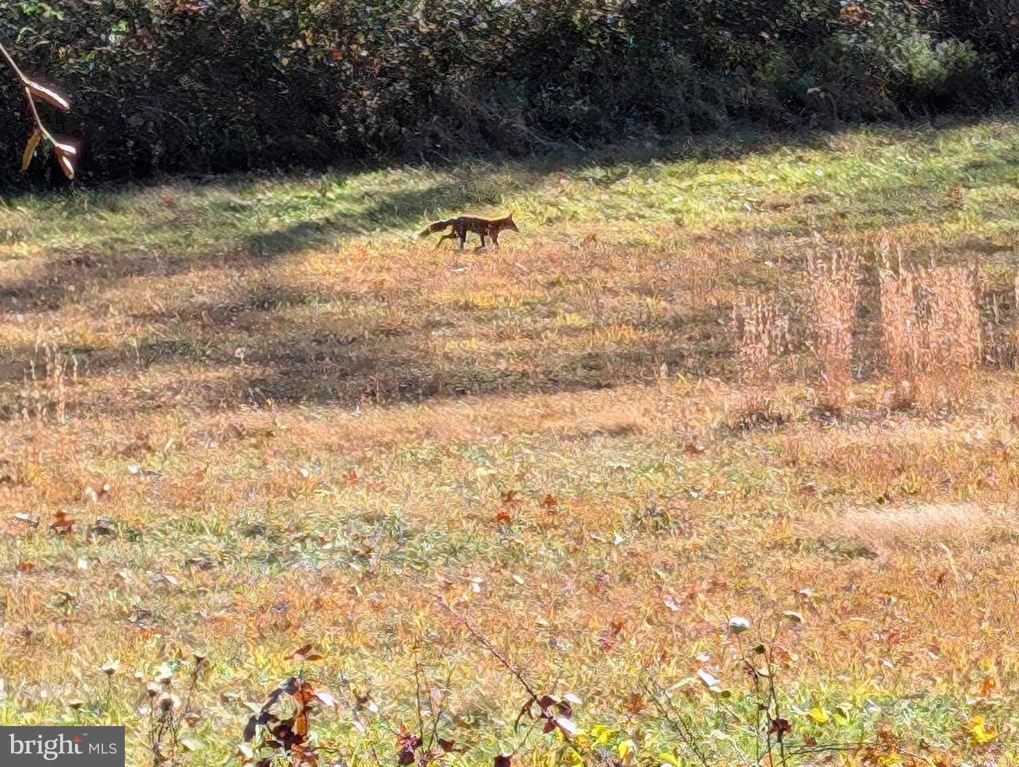 8640 Hensingersville Road Alburtis, PA 18011 - Photo 28 of 32 Fox roaming a sunlit meadow.