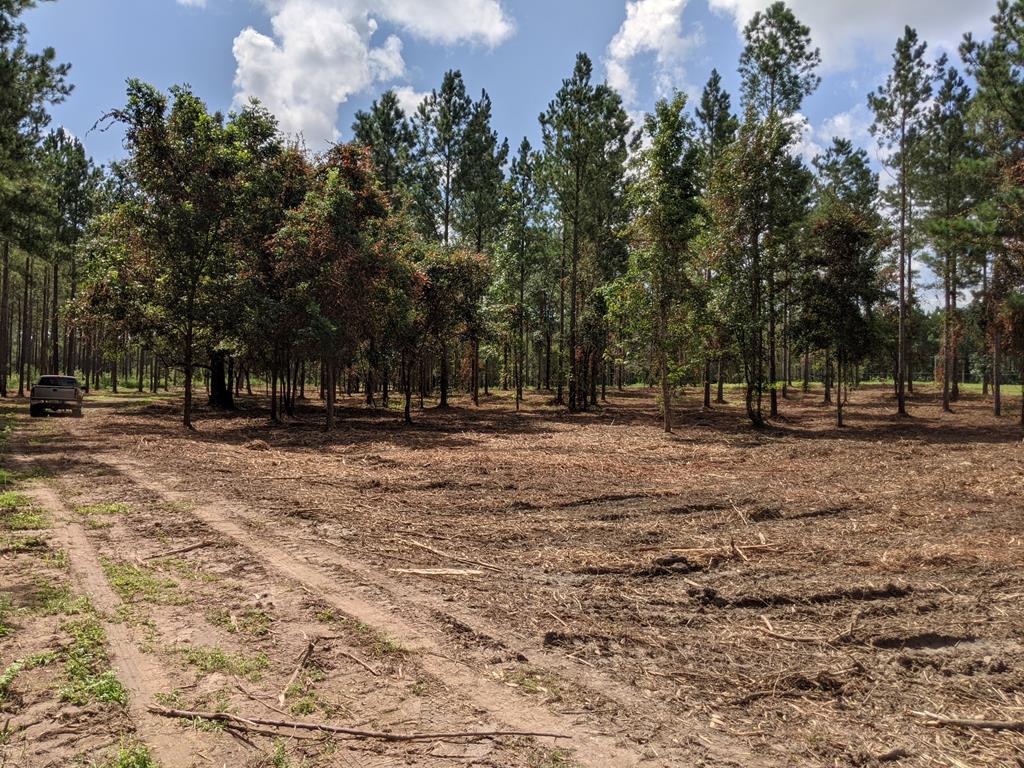509 Lucy Grade Road Dothan, AL 36301 - Photo 16 of 19