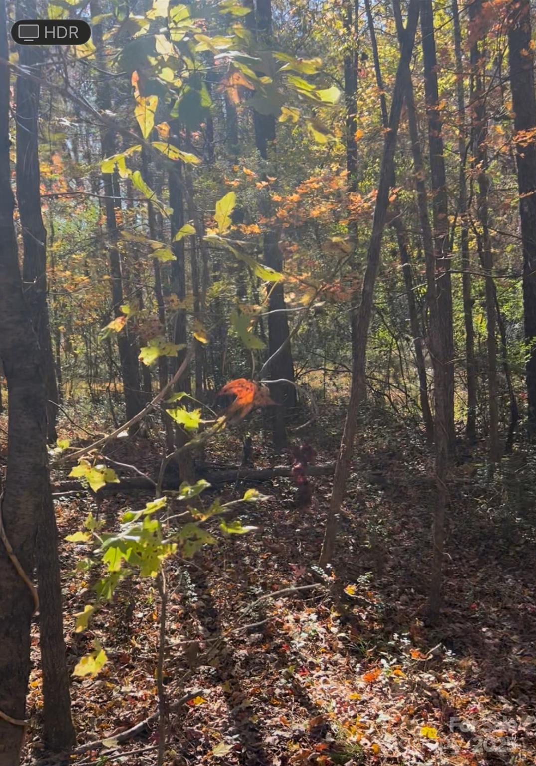 0 Snuggs Park Road Albemarle, NC 28001 - Photo 1 of 2 a view of a tree