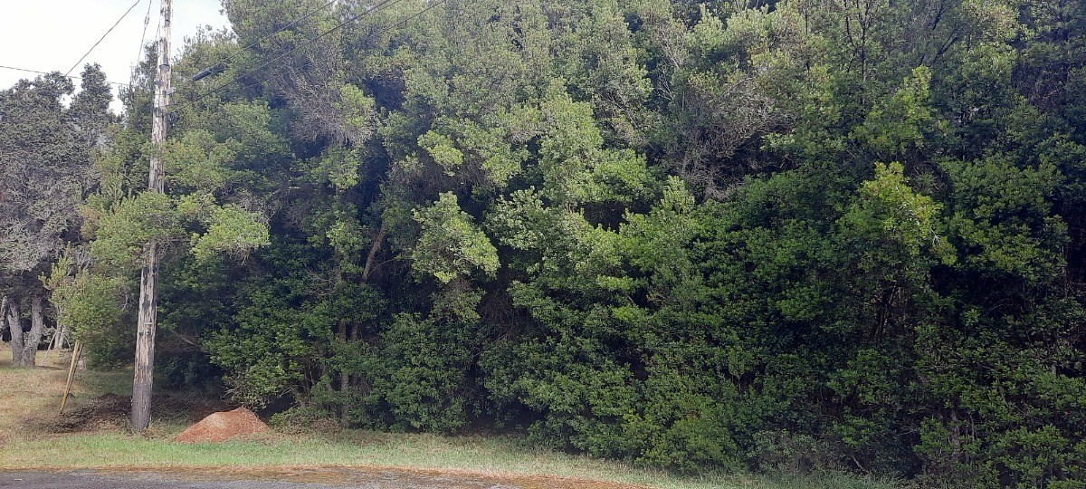 316 Ka'akia Way Volcano, HI 96785 - Photo 2 of 3 a view of a forest with trees