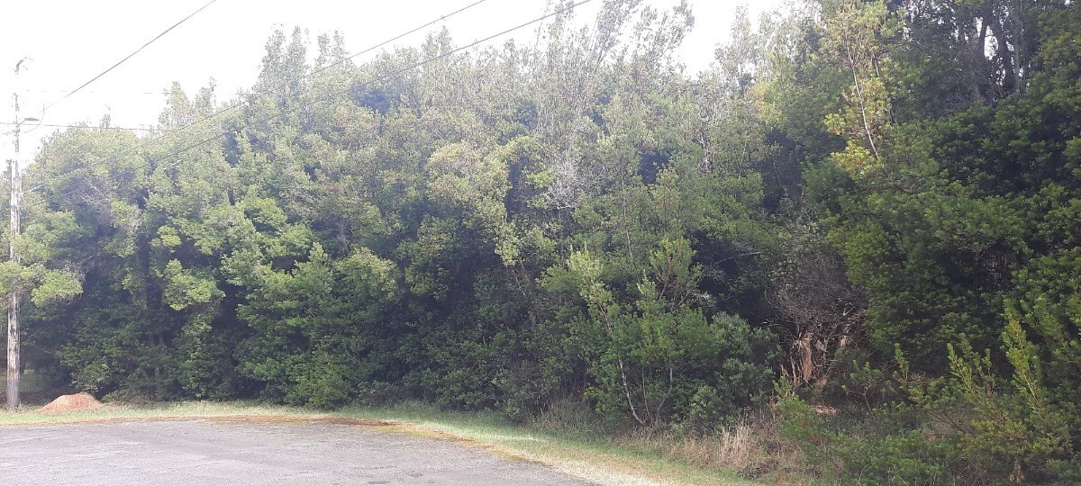 316 Ka'akia Way Volcano, HI 96785 - Photo 3 of 3 a view of a yard with trees