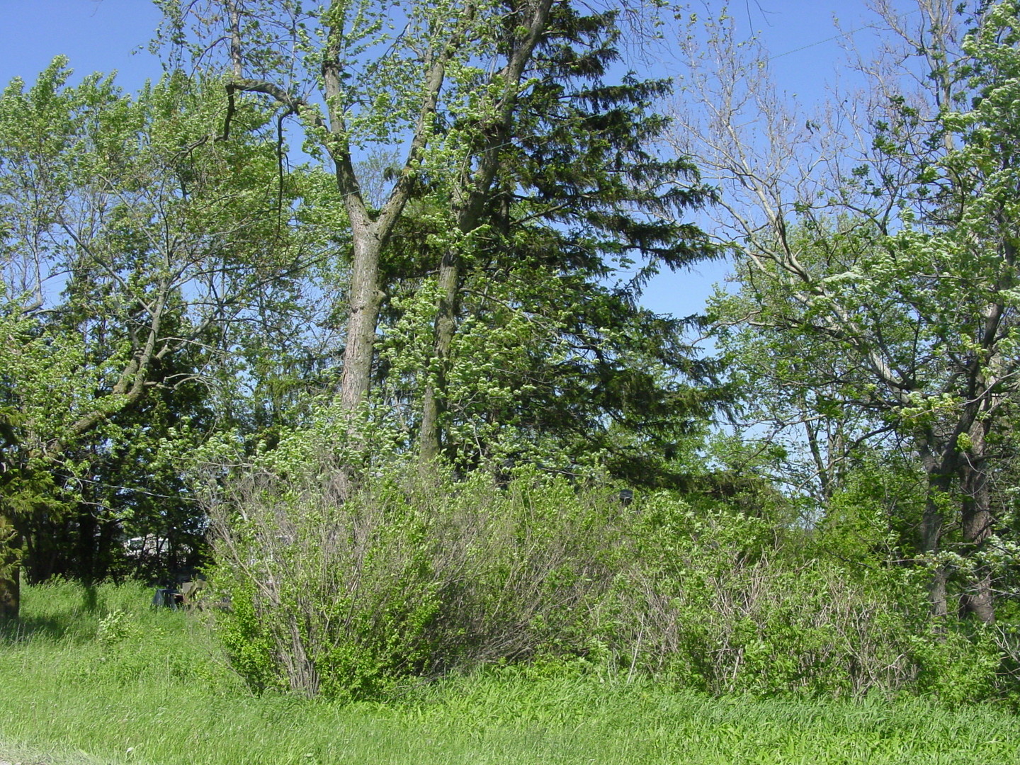 27461 South Scheer Road Manhattan, IL 60442 - Photo 5 of 7 a view of a plants in a garden
