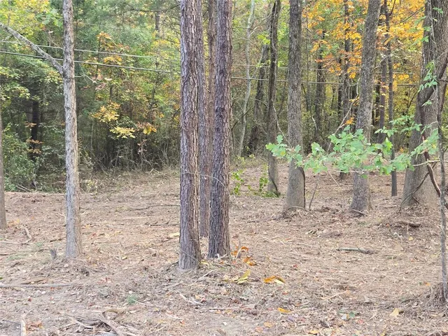 a view of a yard with plants and trees
