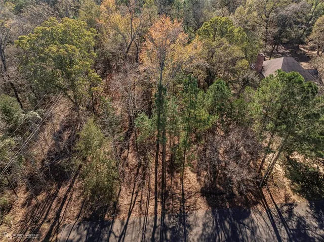a close up of a tree