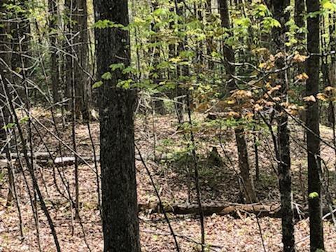 Lot 19 Shore Road Dexter, ME 04930 - Photo 1 of 19 IMG_20230511_153621