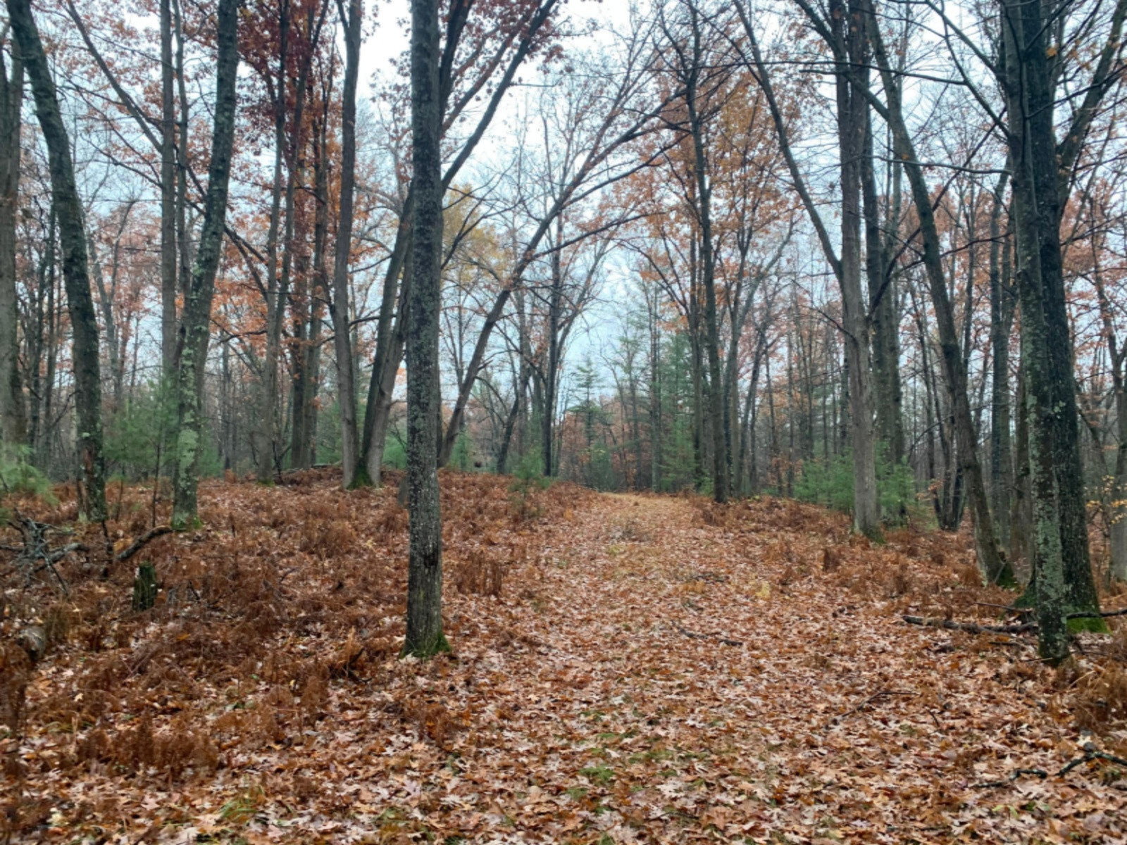 6130 East County Line Road South Branch, MI 48761 - Photo 47 of 66 48