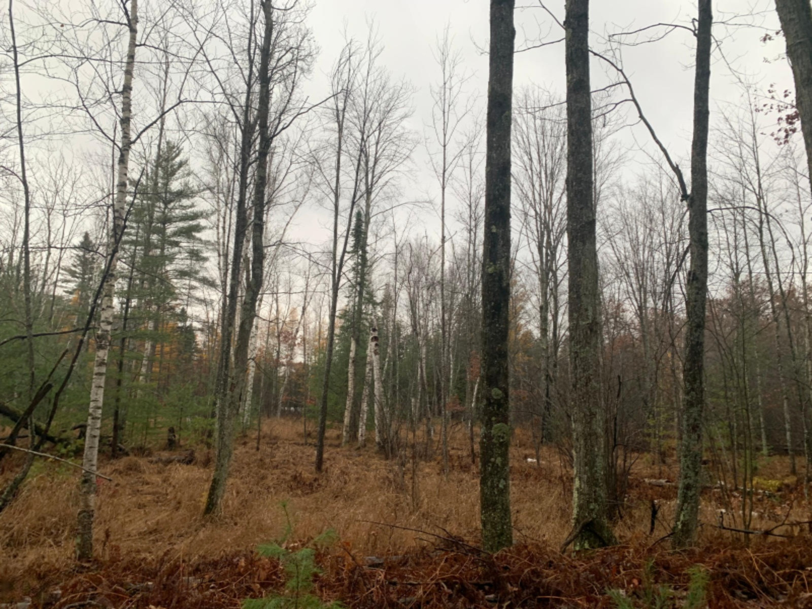 6130 East County Line Road South Branch, MI 48761 - Photo 51 of 66 52