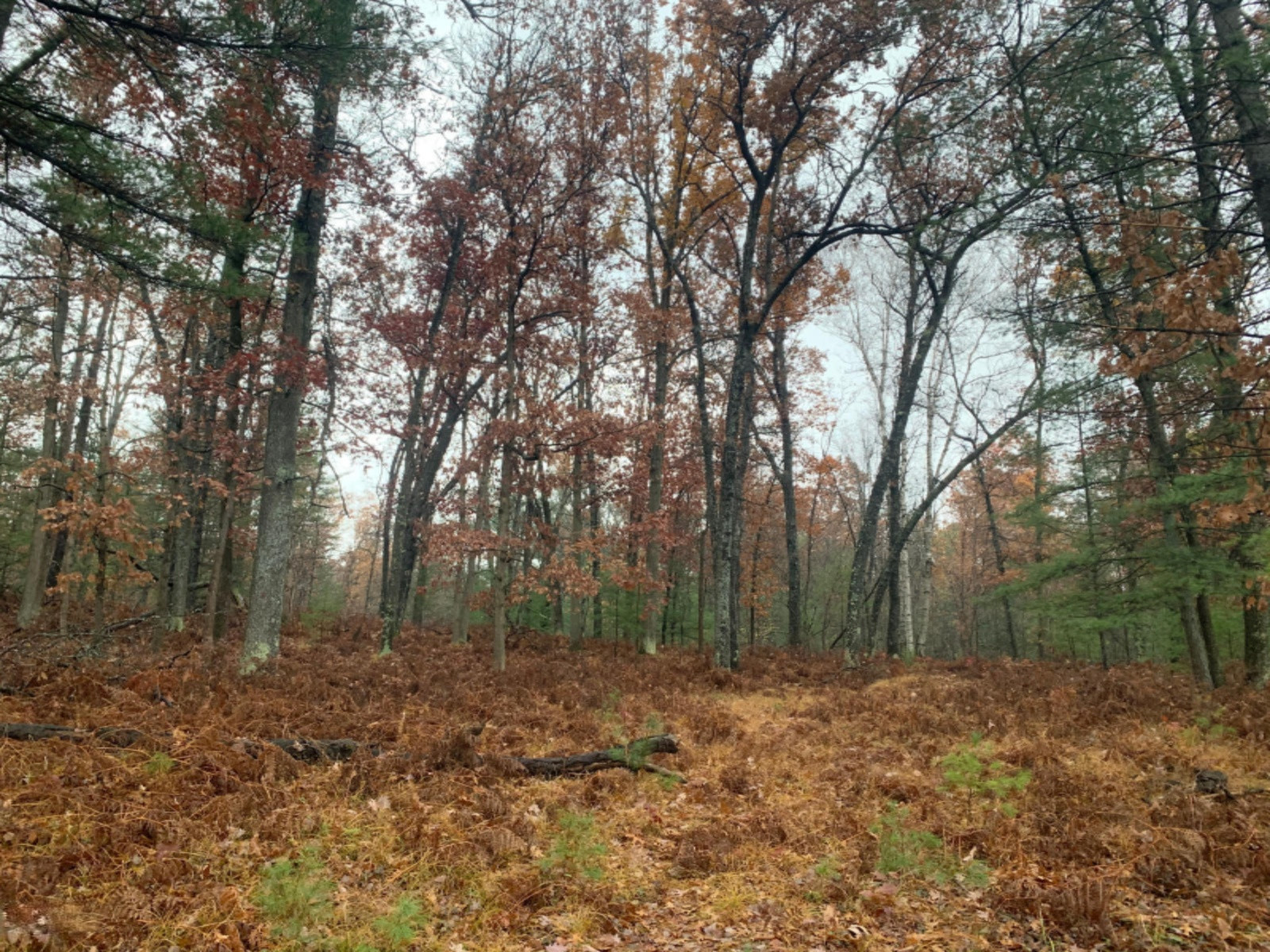 6130 East County Line Road South Branch, MI 48761 - Photo 52 of 66 53