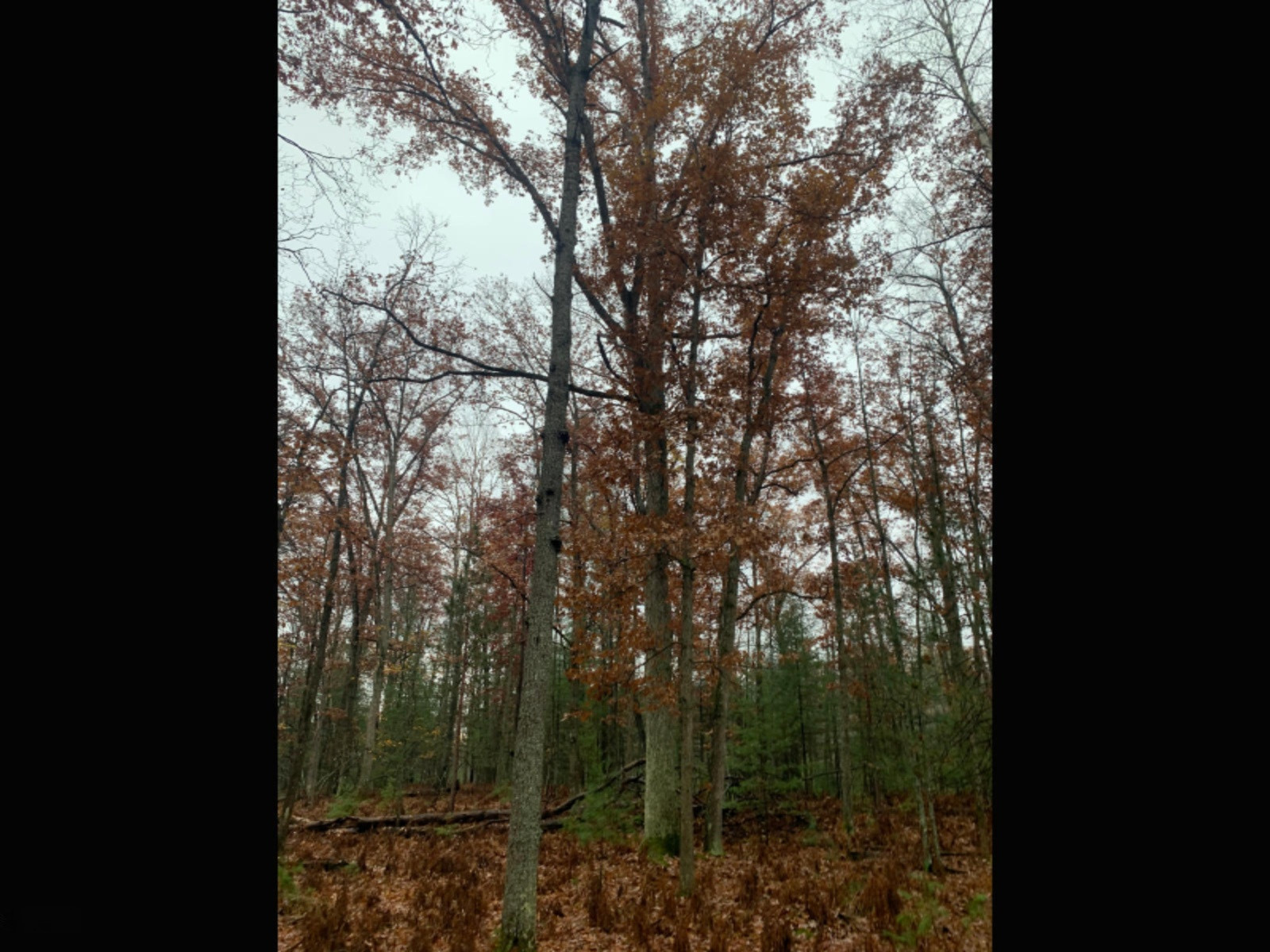 6130 East County Line Road South Branch, MI 48761 - Photo 53 of 66 54