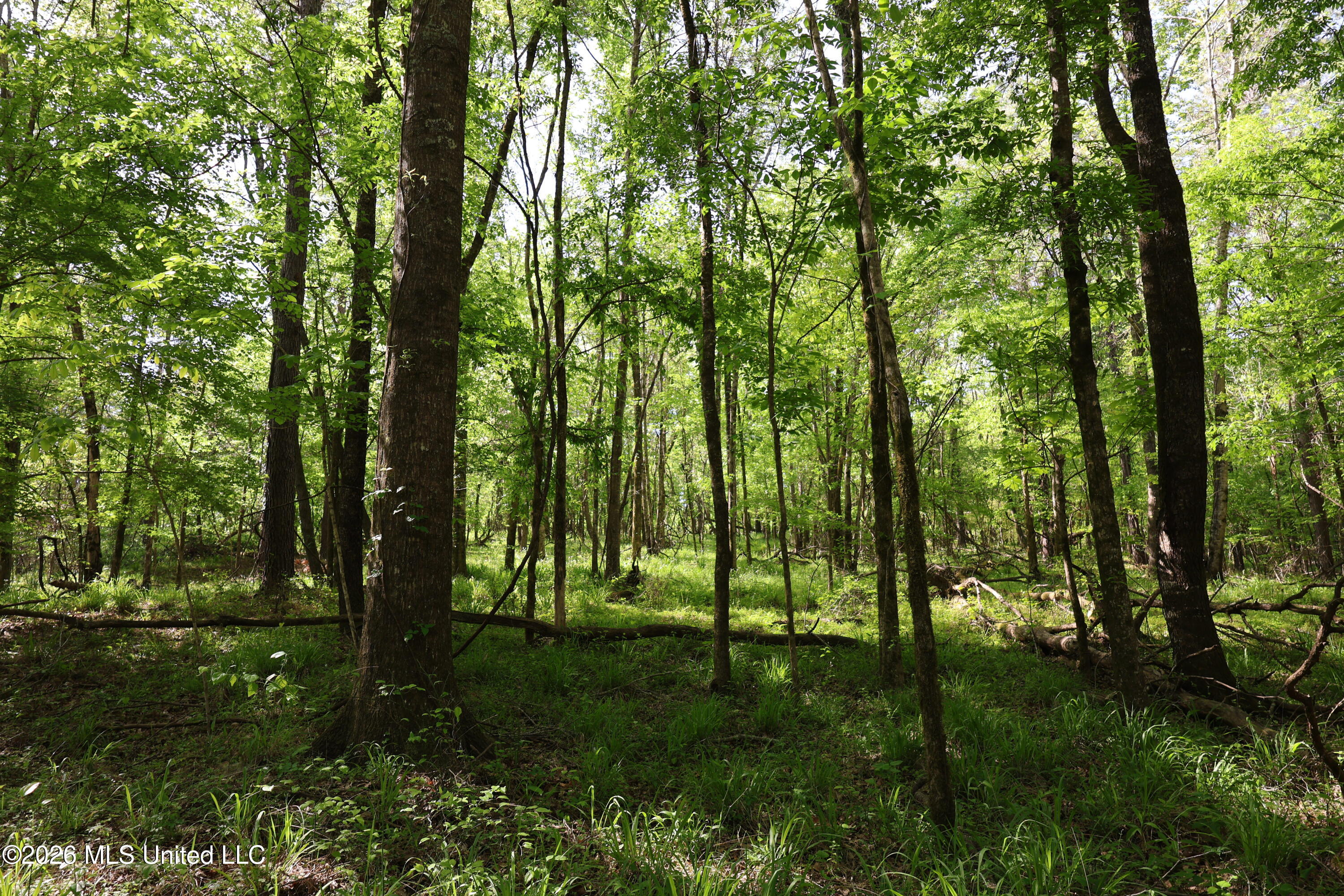 1060 Pearline Bailey Rd Port Port Gibson, MS 39150 - Photo 6 of 63 BFA5FCB2-D5BB-4B2F-AC4A-11E3317E354A