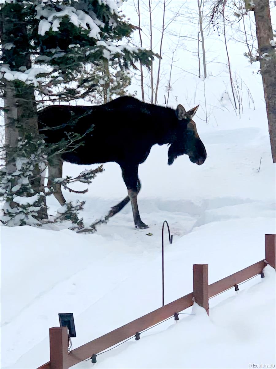 1666 High Creek Road Fairplay, CO 80440 - Photo 13 of 49