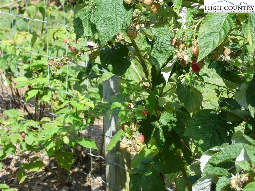 528 Stewart Road Ennice, NC 28623 - Photo 25 of 46 a view of a plant